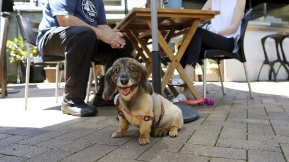 Sassafras Canteen in Paddington has a new garden bar where patrons can bring their dogs.
