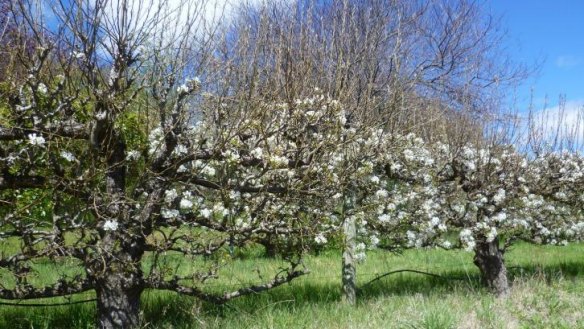 Spring springs: Espaliered pear blossom at Fetherston Gardens in Weston.