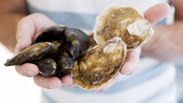 Locally farmed mussels and oysters will be on show.