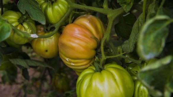 Mario Serenellini's giant tomatoes from January 2015.