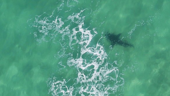 One of the large sharks roaming the seas off Newcastle.