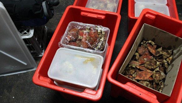 A major sting by the Queensland Boating and Fisheries Patrol (QBFP) has uncovered unlawful black-market fishing activities in Brisbane.