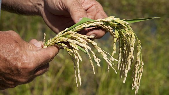 Growers go against the grain