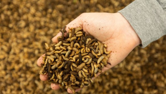 Bardee's insect larvae labour force, turning food waste into compost.