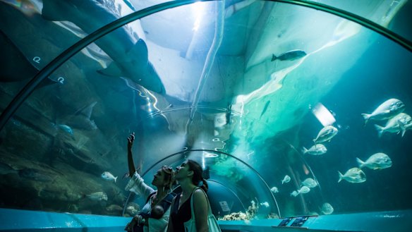 Inside the Manly Sea Life Sanctuary weeks before it closed. 