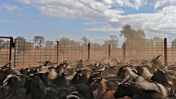Cobar, New South Wales: Travel guide and things to do