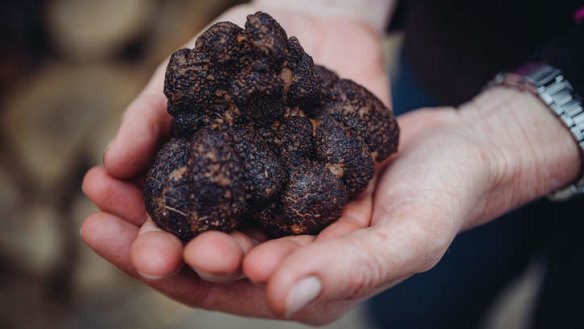 The cold season’s true vegetable treasure is the truffle.