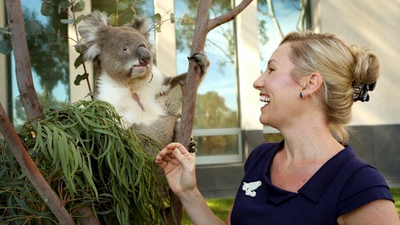 Koalas to be listed as threatened amid rapid decline