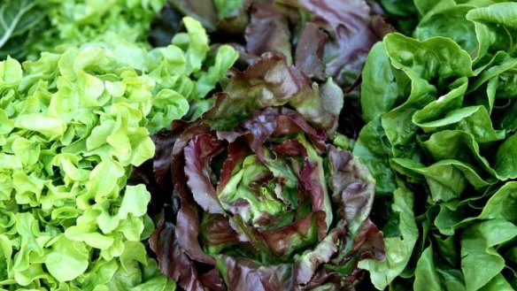 Lettuce hints ... Keep the plot weed free and remove wood or broken bricks to minimise hiding places for pests.