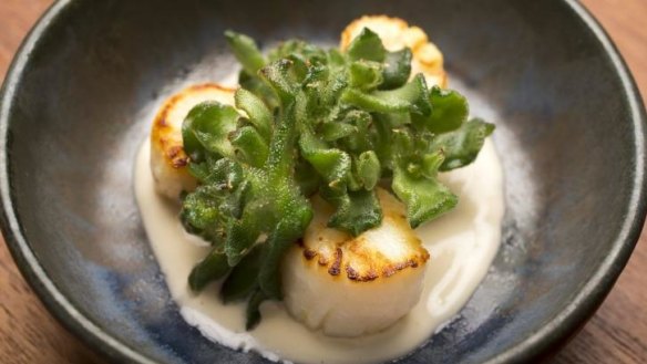 Scallops with beach succulents at Orana, Adelaide.