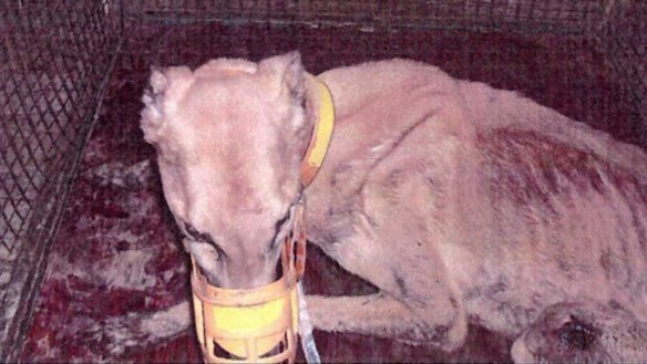 Despite a 2013 ban, hundreds of Australian greyhounds are still being sold to Macau.