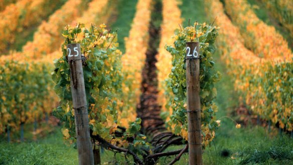 Fields of gold: Riesling, chardonnay, and sparkling wine are Tasmania's strong suits.