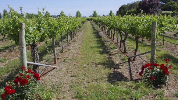 Cabernet sauvignon vines at the Coonawarra Jack Winery in South Australia.