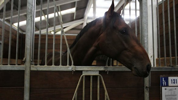 Well connected: The record Redoute's Choice-Helsinge colt at the Inglis sales at Easter. He is suffering from a spider bite.