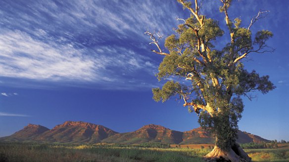 Outback spectacular ... a Cazneaux tree with Wilpena Pound in the background.