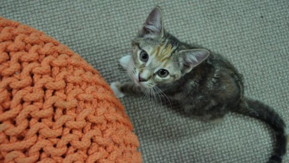 Newcomer: Brisbane's first cat cafe is opening at Red Hill.