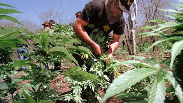 Underground crops ... Mexican cartels are trafficking cocaine, heroin, marijuana and methamphetamine in Australia.