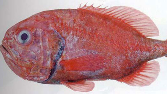 Supermarkets seek sustainable fish supply