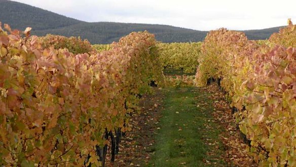 The Courabyra  Wines vineyard in Tumbarumba.
