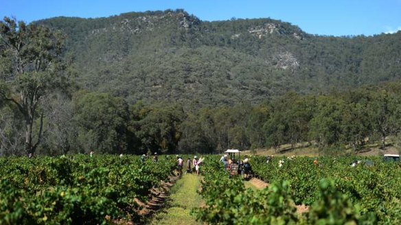 Success: Blue skies helped the harvest at Johnno's vineyard at Tyrrell's Wines in Pokolbin.