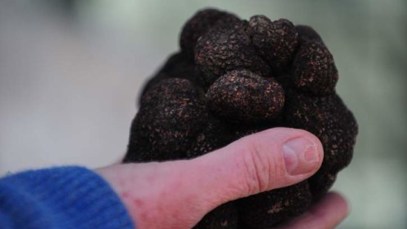 French black truffles: Canberra regional truffle festival will be held from July 18-27.
