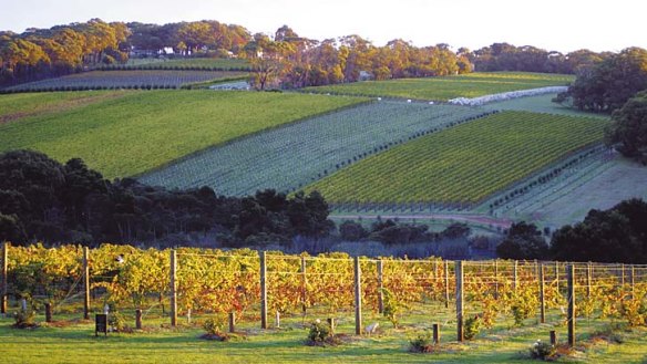 Montalto Vineyard and Olive Grove in Shorham road, Red Hill South.