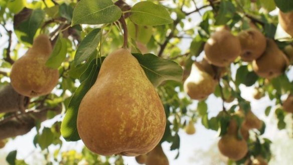 Beurre bosc pears from Murrnong Farm.