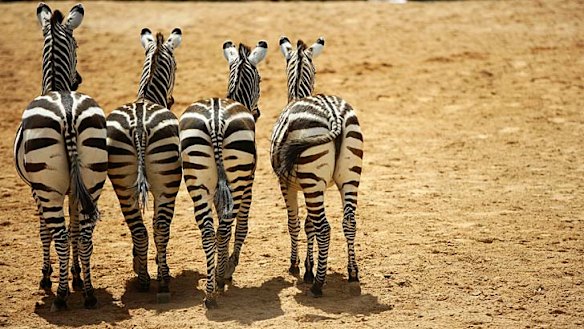 Beware the flatulent zebras.