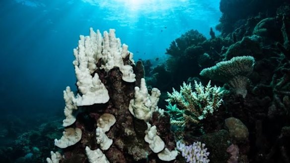Coral bleaching at Pixie Reef, outside of Cairns, earlier this month.