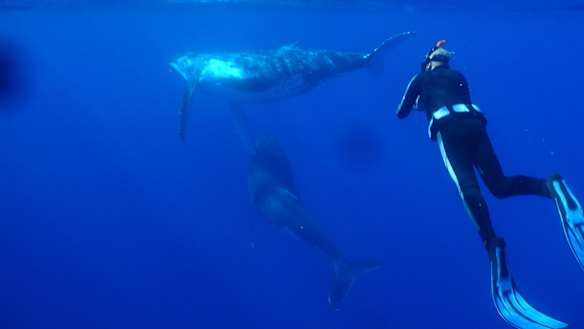 For divers, the visibility is exceptional, with humpback whales among the sightings.