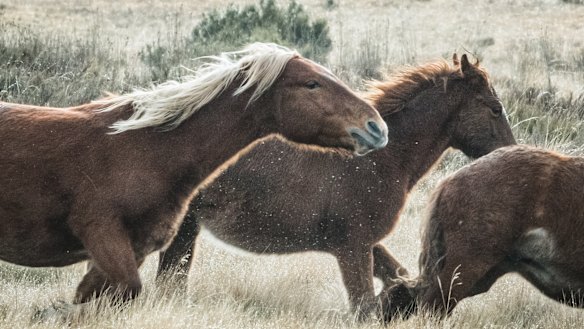 A herd of brumbies runs through Kosciuszko National Park last month.