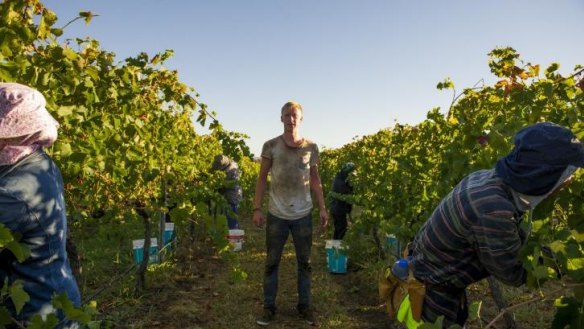 Bucket Boy Oke Mayer working during harvest time at Four Winds in 2015