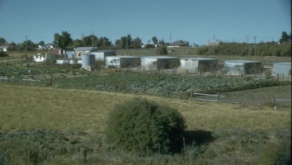 Expanding: Hee poultry farm  in Murrumburrah (1953 or 1954).