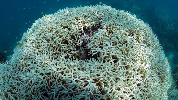 Reefs around Lizard Island have been 90 to 100 per cent bleached. 