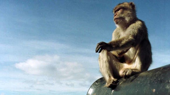 Where macaques have the last laugh