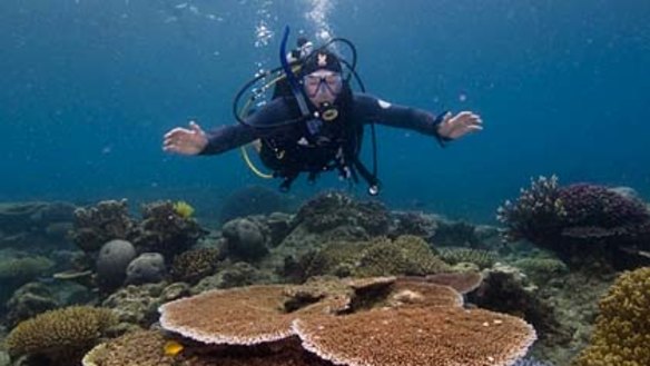 A reef encounter
