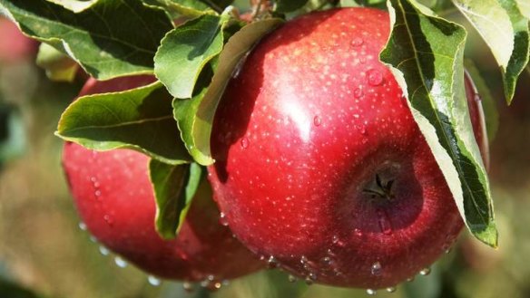 Prime yields: cool-climate apples.