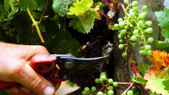 The French wine industry is seeking assistance for a fungal disease infecting vines.