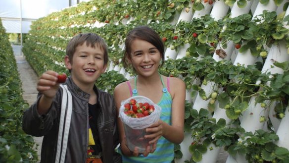 Fun for young and old ... Picking strawberries at Ricardoes Tomatoes.