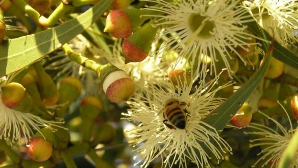 Approximately 65 per cent of Australian agricultural crops need European bees according to the Rural Industries Research and Development Corporation.