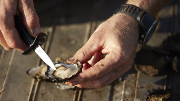 A Wapengo Sydney rock oyster harvested for Australia's Oyster Coast.
