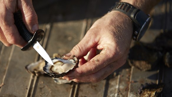 South Coast oyster harvests suspended due to bushfires