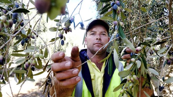 The good oil: Gerard Healy, farm manager at Boundary Bend's Boort estate in north-west Victoria, examines his trees.
