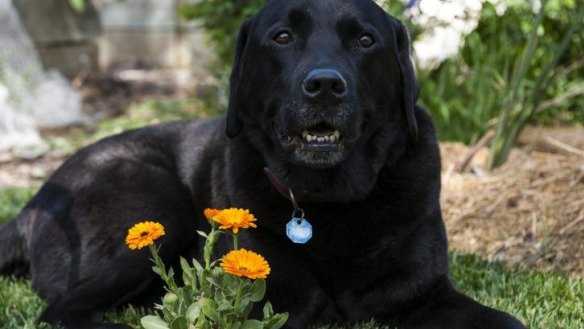 Calendula from Narrabundah is a thing of beauty for eight-year-old labrador Tom.