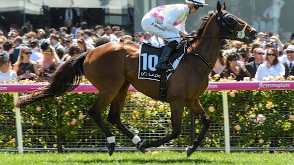 Rose of Virginia,with jockey Ben Thompson, just before the Lexus Stakes at Flemington on Saturday.
