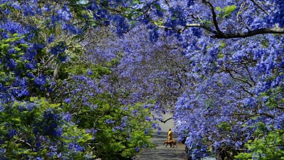 Gardening tips for growing jacaranda