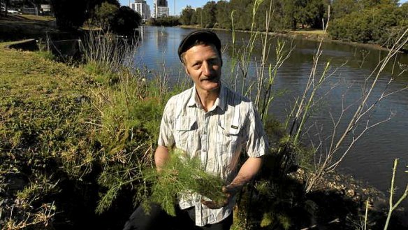 Free food: Diego Bonetto finds fennel during a tour in Tempe.