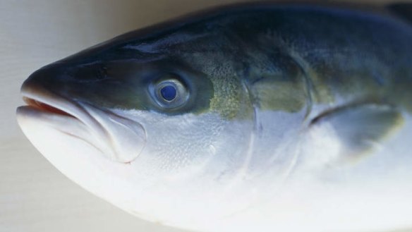 Kingfish: White fish bones are ideal for fish stock.