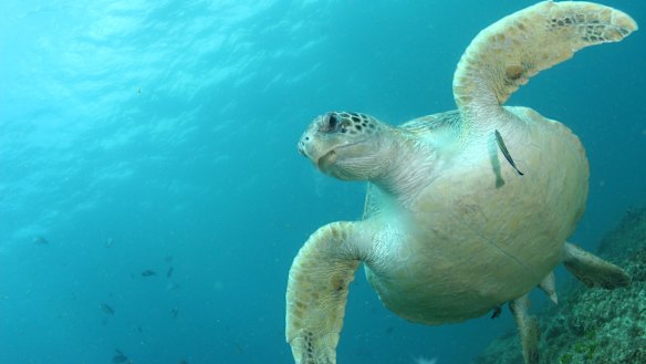 Turtle protections have been dropped for the Adani Abbot Point proposed Terminal 0.