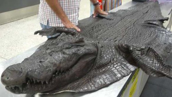Seized: A crocodile head and skin.
